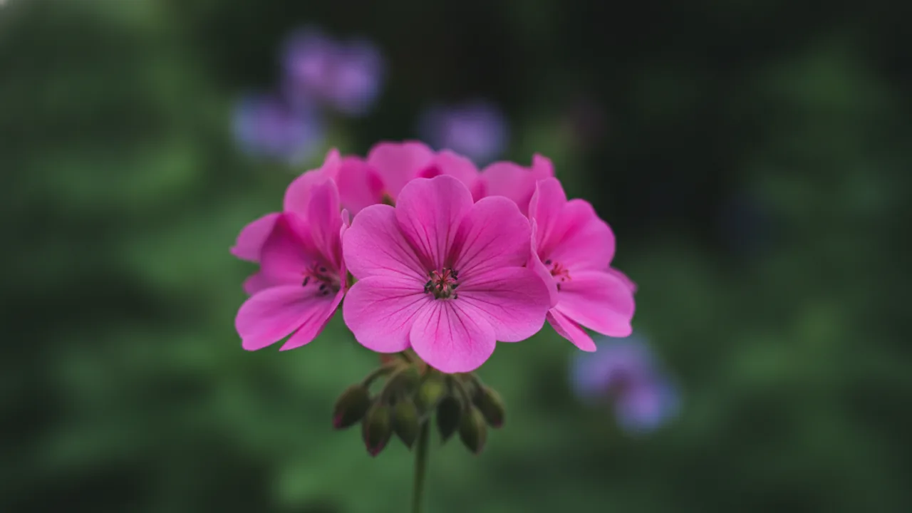 Ann Folkard (Geranium 'Ann Folkard') - purple flowers, illustrated plant card