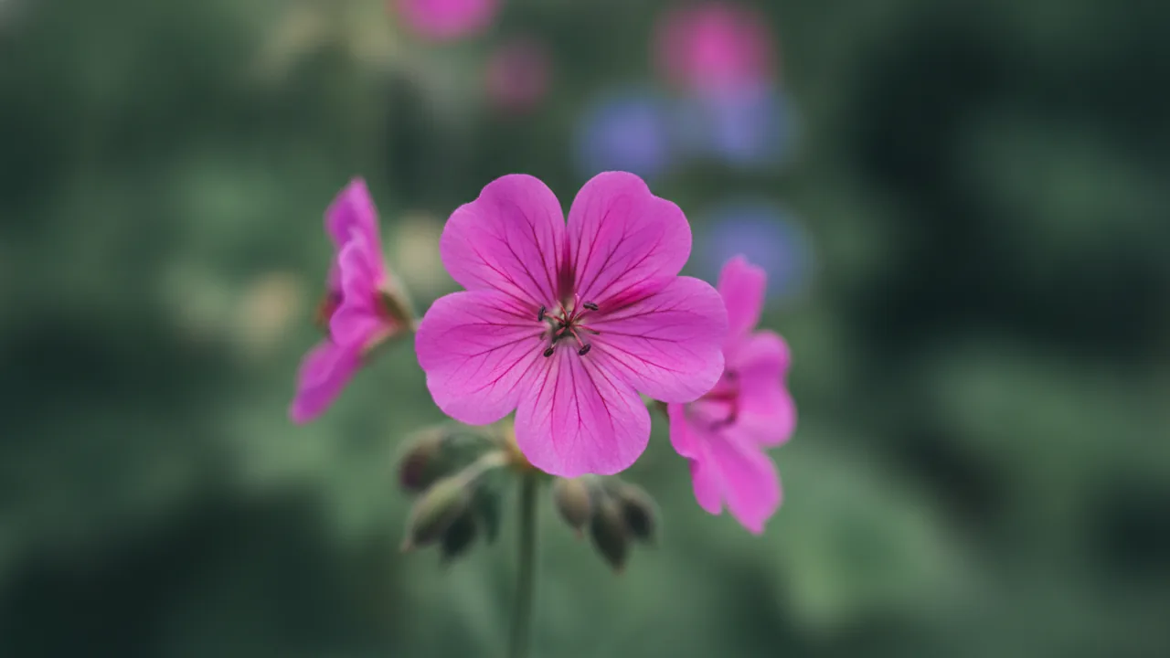 Max Frei (Geranium sanguineum 'Max Frei') - pink flowers, illustrated plant card