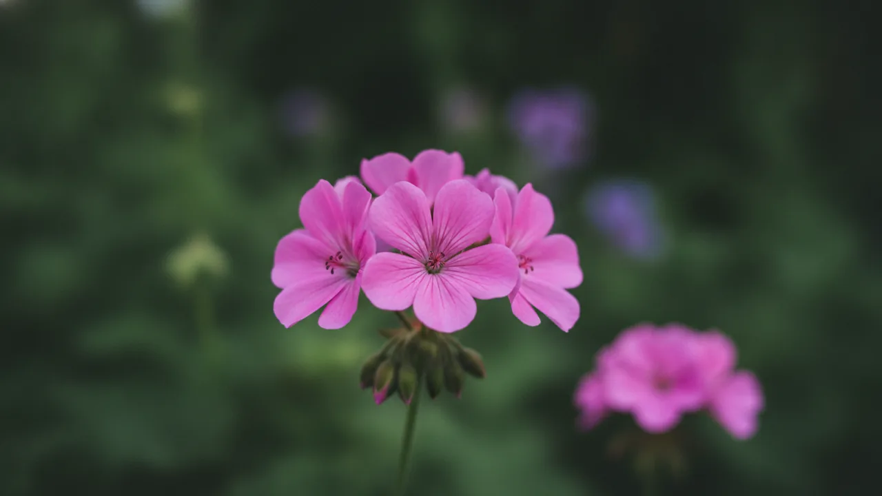 Wargrave Pink (Geranium × oxonianum 'Wargrave Pink') - pink flowers, illustrated plant card