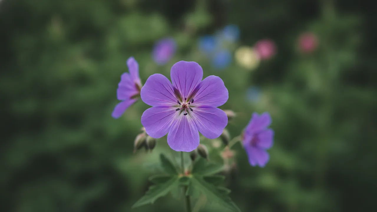 Hardy Geranium