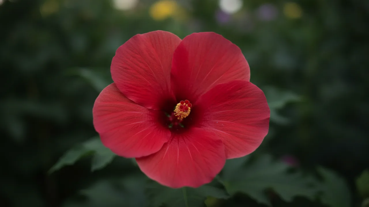 Lord Baltimore (Hibiscus moscheutos 'Lord Baltimore') - red flowers, illustrated plant card