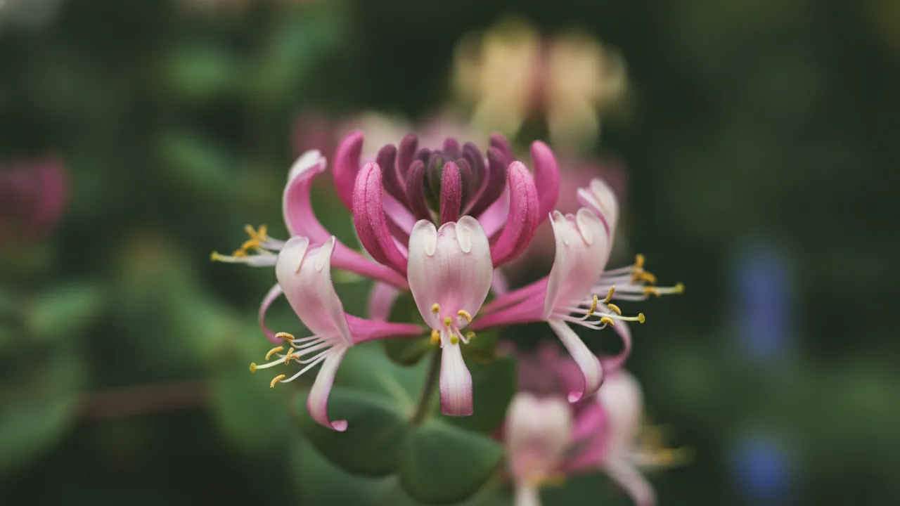 Goldflame Honeysuckle (Lonicera heckrottii 'Goldflame') - pink flowers, illustrated plant card