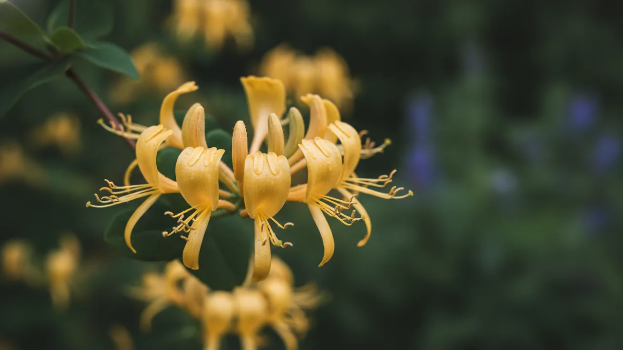 Scentsation Honeysuckle (Lonicera periclymenum 'Scentsation') - yellow flowers, illustrated plant card