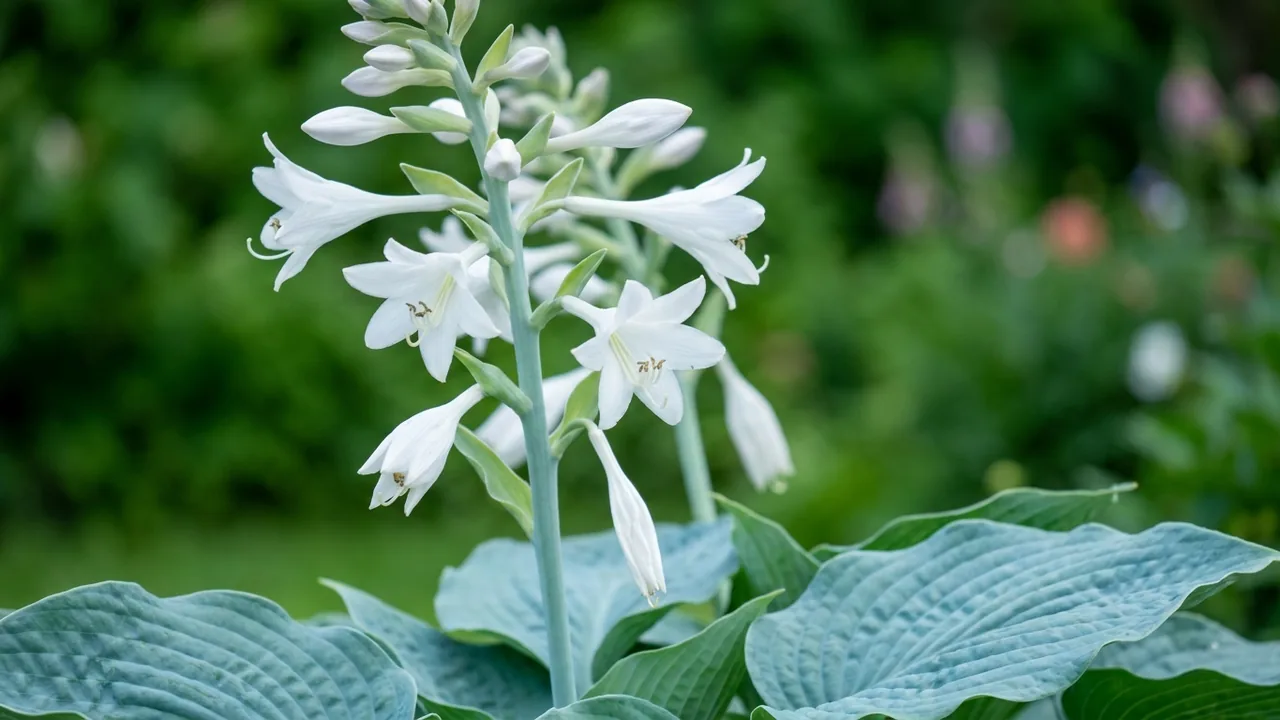 Big Daddy Hosta (Hosta 'Big Daddy') - foliage plant, illustrated plant card