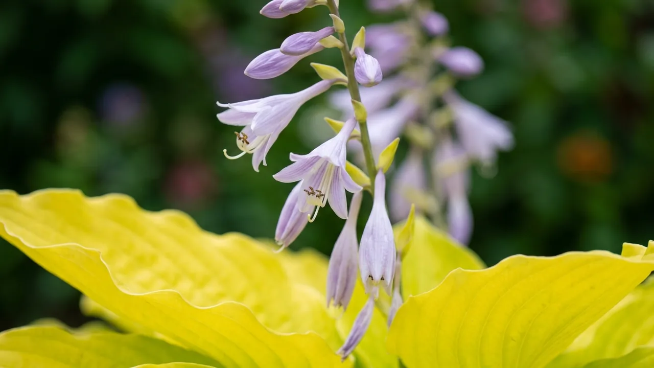 Dancing Queen Hosta (Hosta 'Dancing Queen') - foliage plant, illustrated plant card