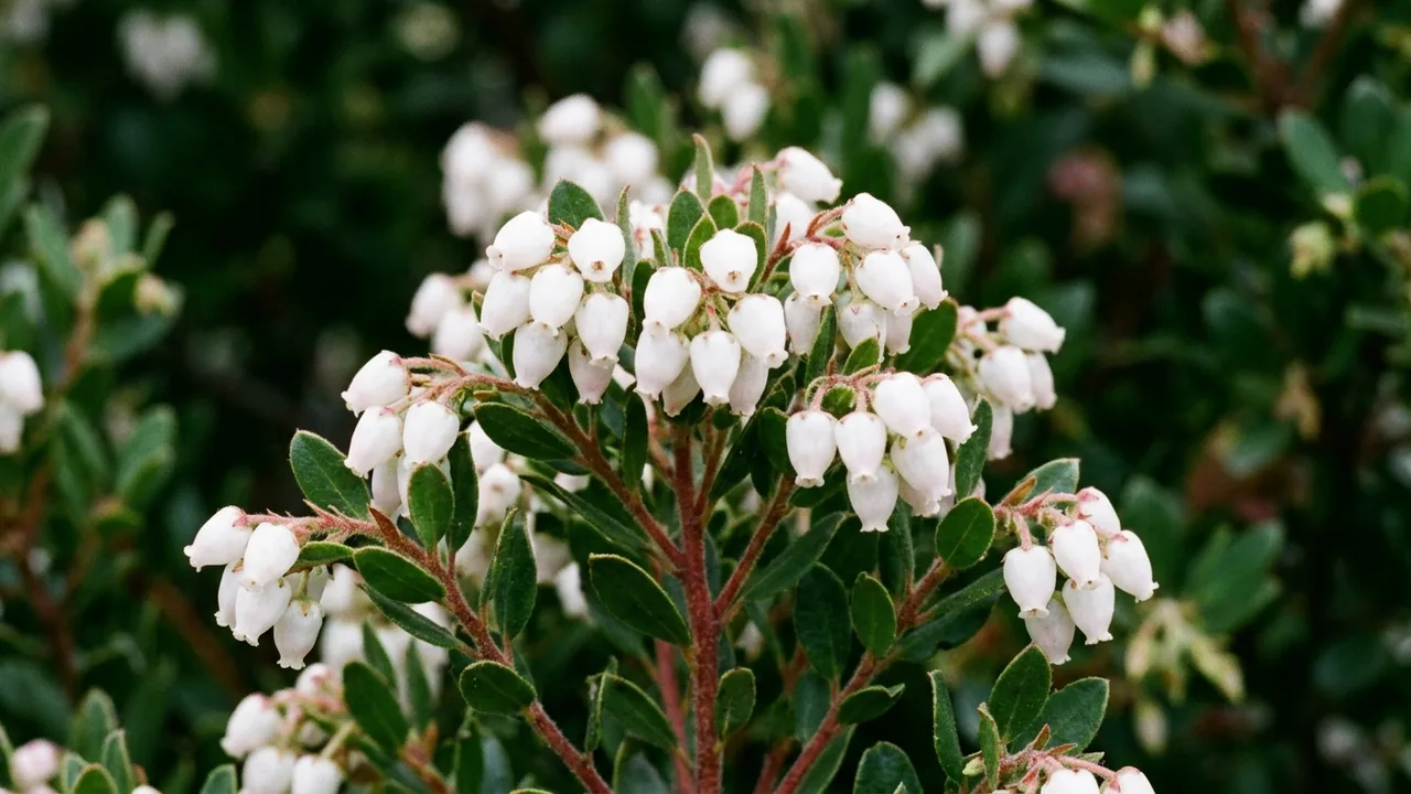 Howard McMinn Manzanita (Arctostaphylos densiflora 'Howard McMinn') - white flowers, illustrated plant card