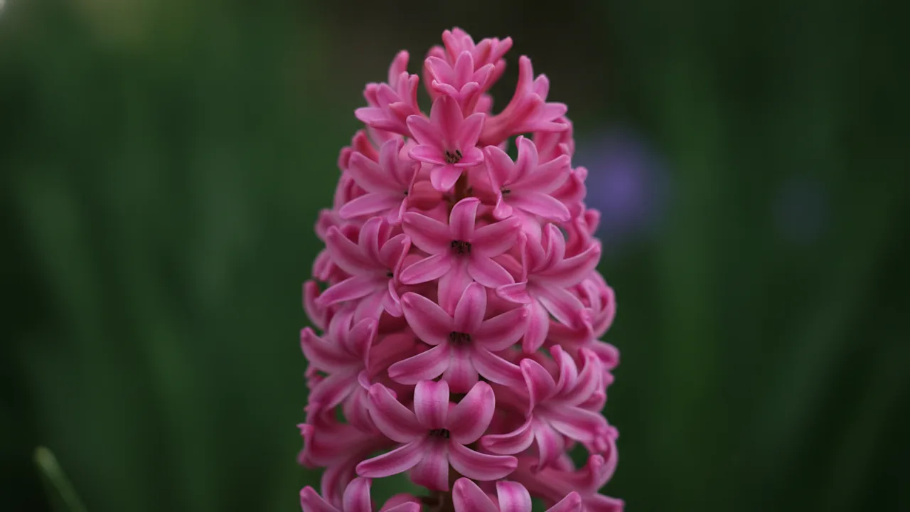 Anna Marie (Hyacinthus 'Anna Marie') - pink flowers, illustrated plant card
