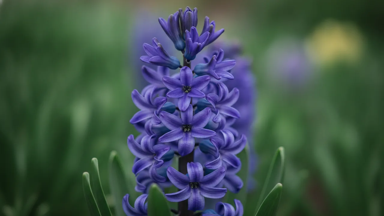 Blue Jacket (Hyacinthus 'Blue Jacket') - blue flowers, illustrated plant card
