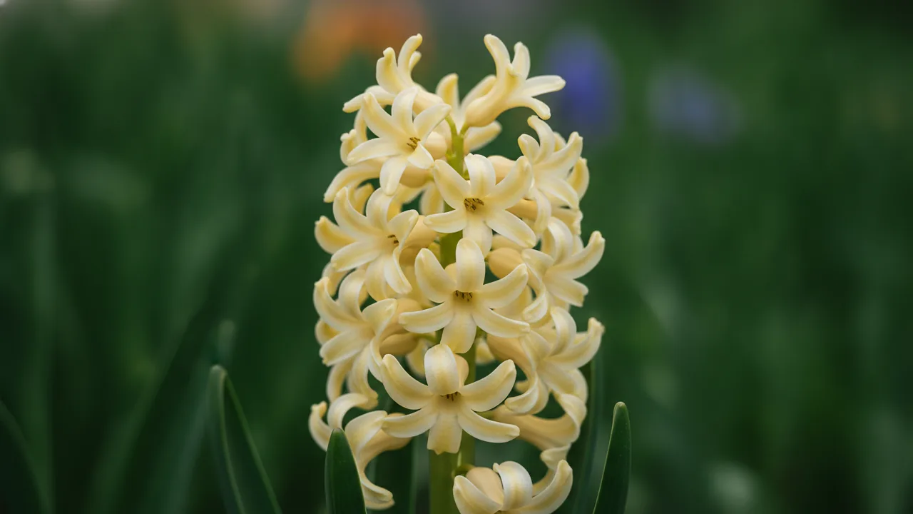 City of Haarlem (Hyacinthus 'City of Haarlem') - yellow flowers, illustrated plant card