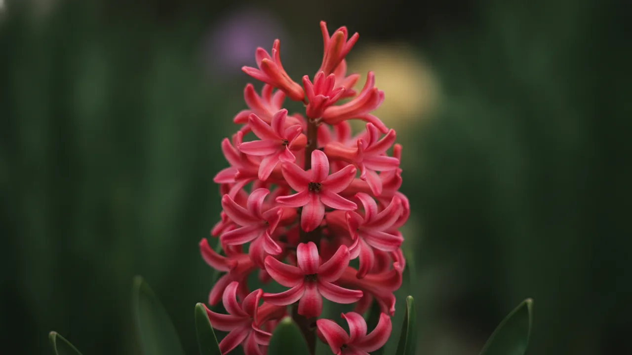 Jan Bos (Hyacinthus 'Jan Bos') - red flowers, illustrated plant card