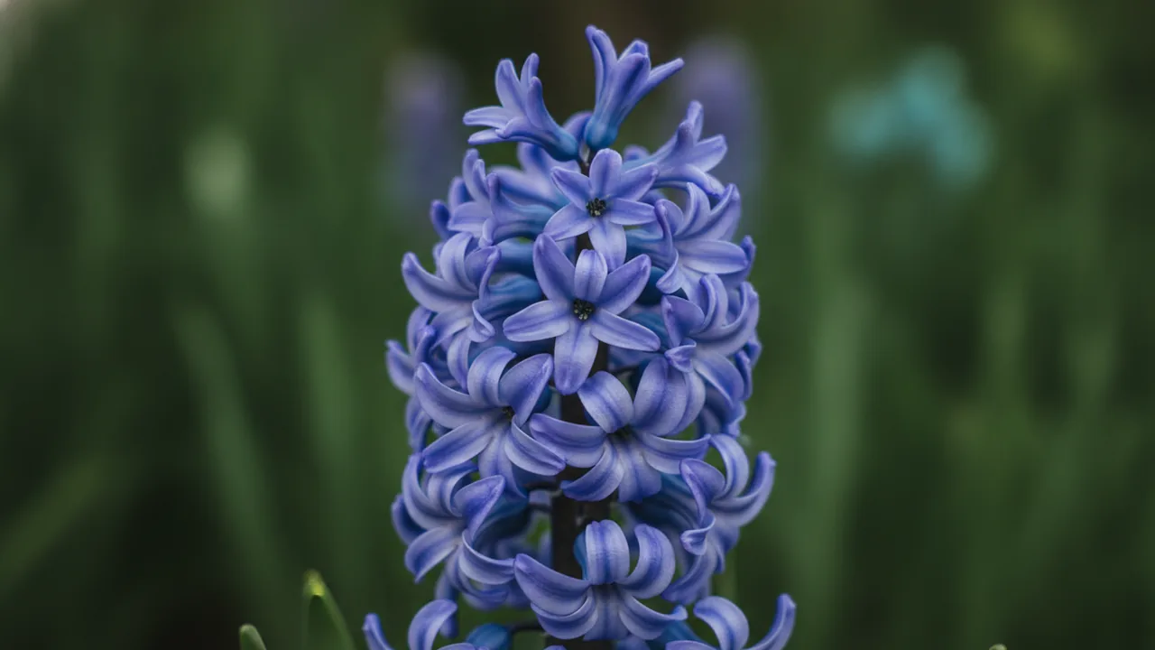 Hyacinth (Hyacinthus orientalis) - blue flowers, illustrated plant card