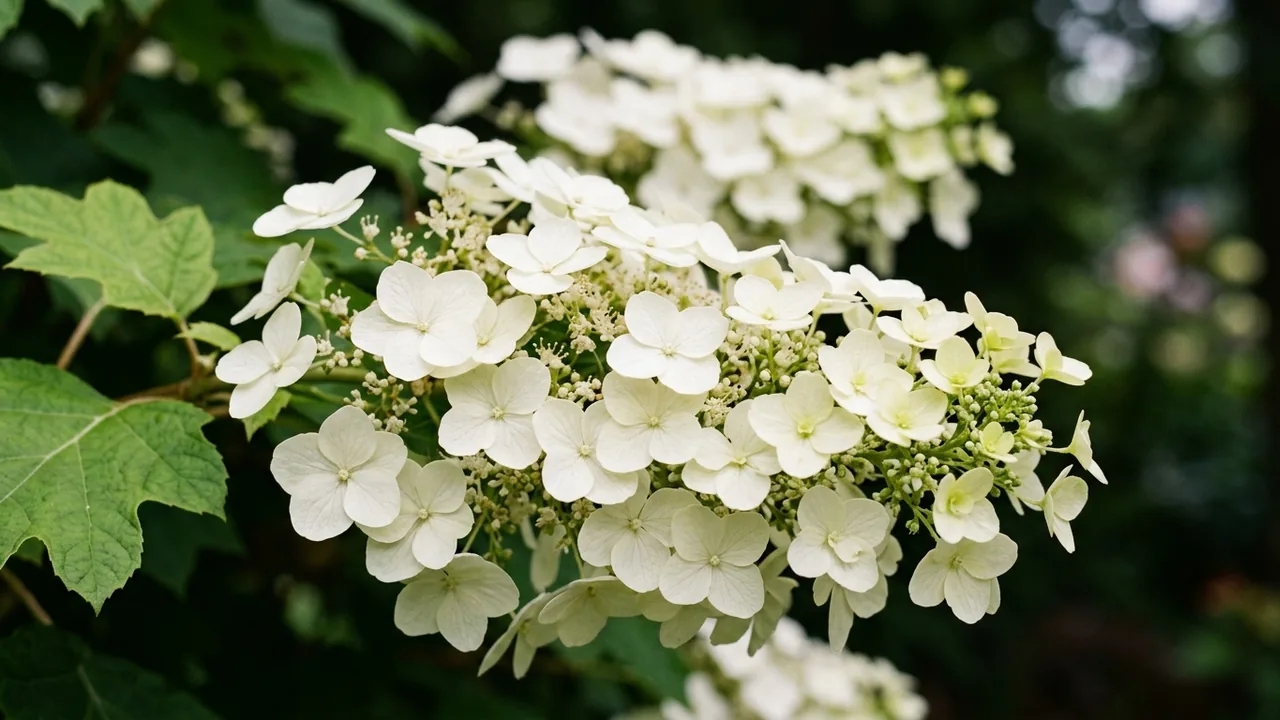 Alice Oakleaf Hydrangea (Hydrangea quercifolia 'Alice') - white flowers, illustrated plant card