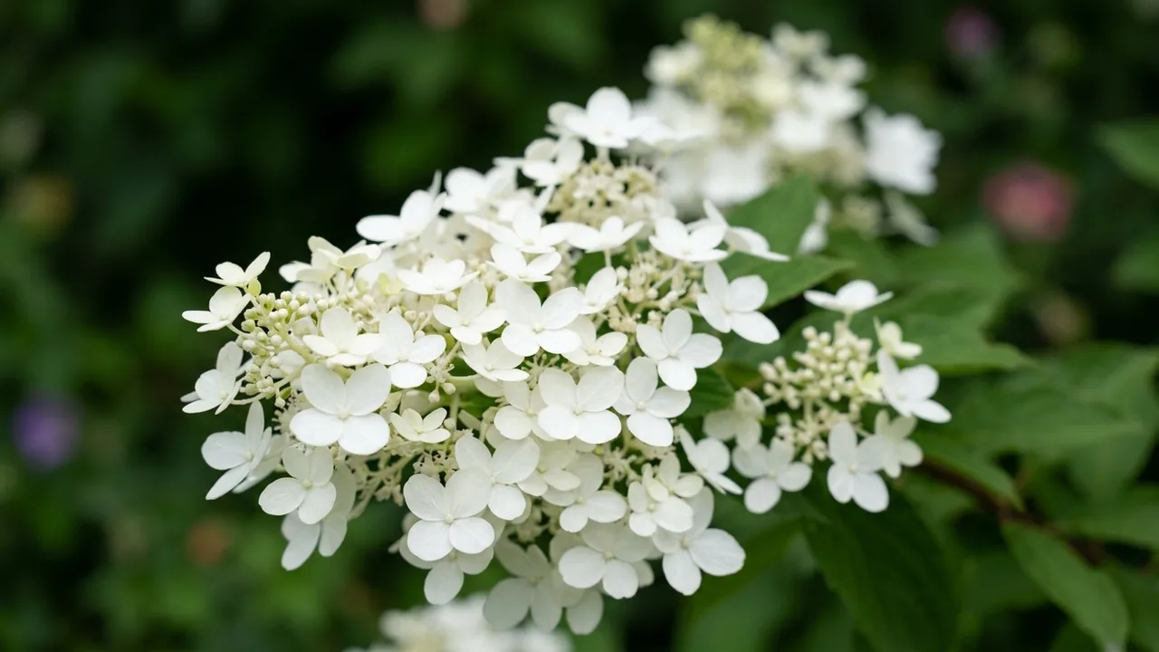 Bobo Hydrangea (Hydrangea paniculata 'Ilvobo') - white flowers, illustrated plant card