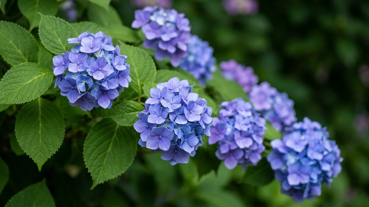 Fairytrail Fresco Cascade Hydrangea (Hydrangea 'Wnhydfbpbmh') - blue flowers, illustrated plant card