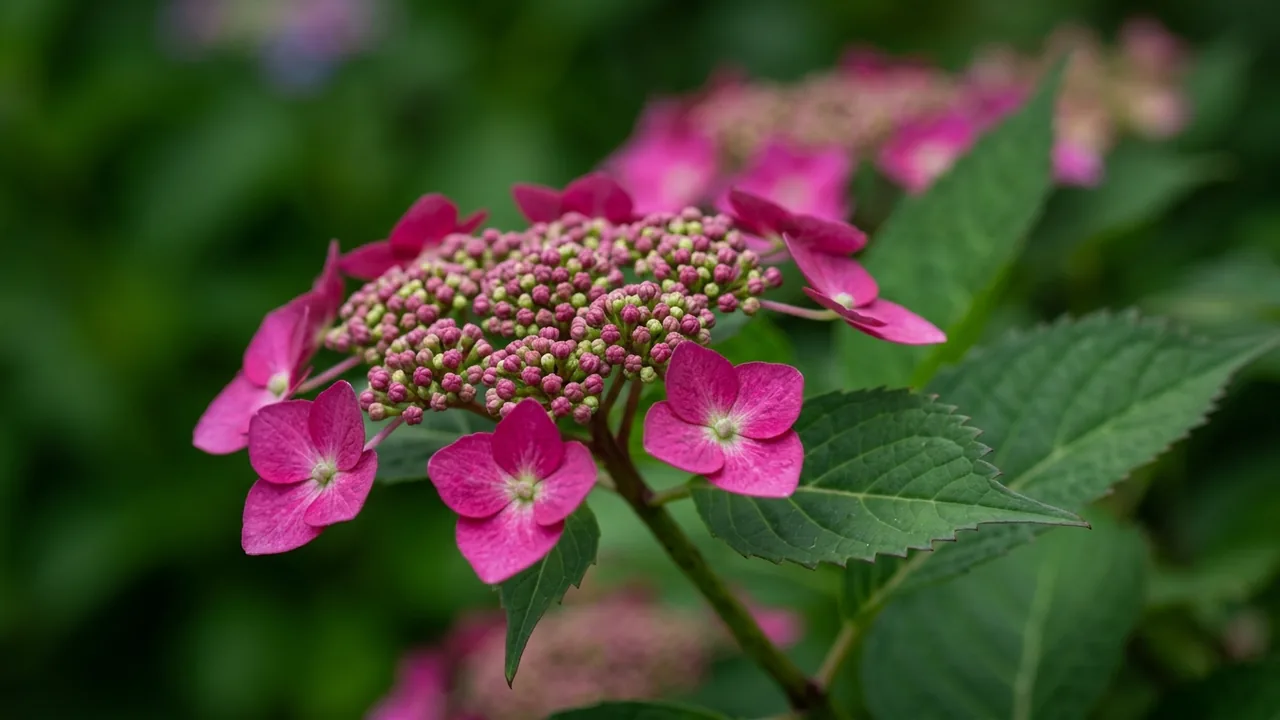 Tuff Stuff Hydrangea (Hydrangea serrata 'MAK20') - pink flowers, illustrated plant card