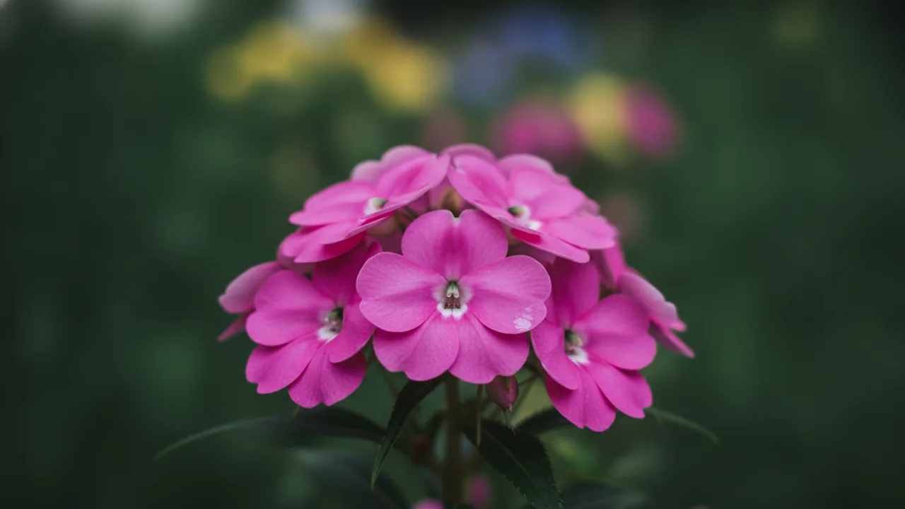 Lavender Impatiens (Impatiens walleriana) - purple flowers, illustrated plant card