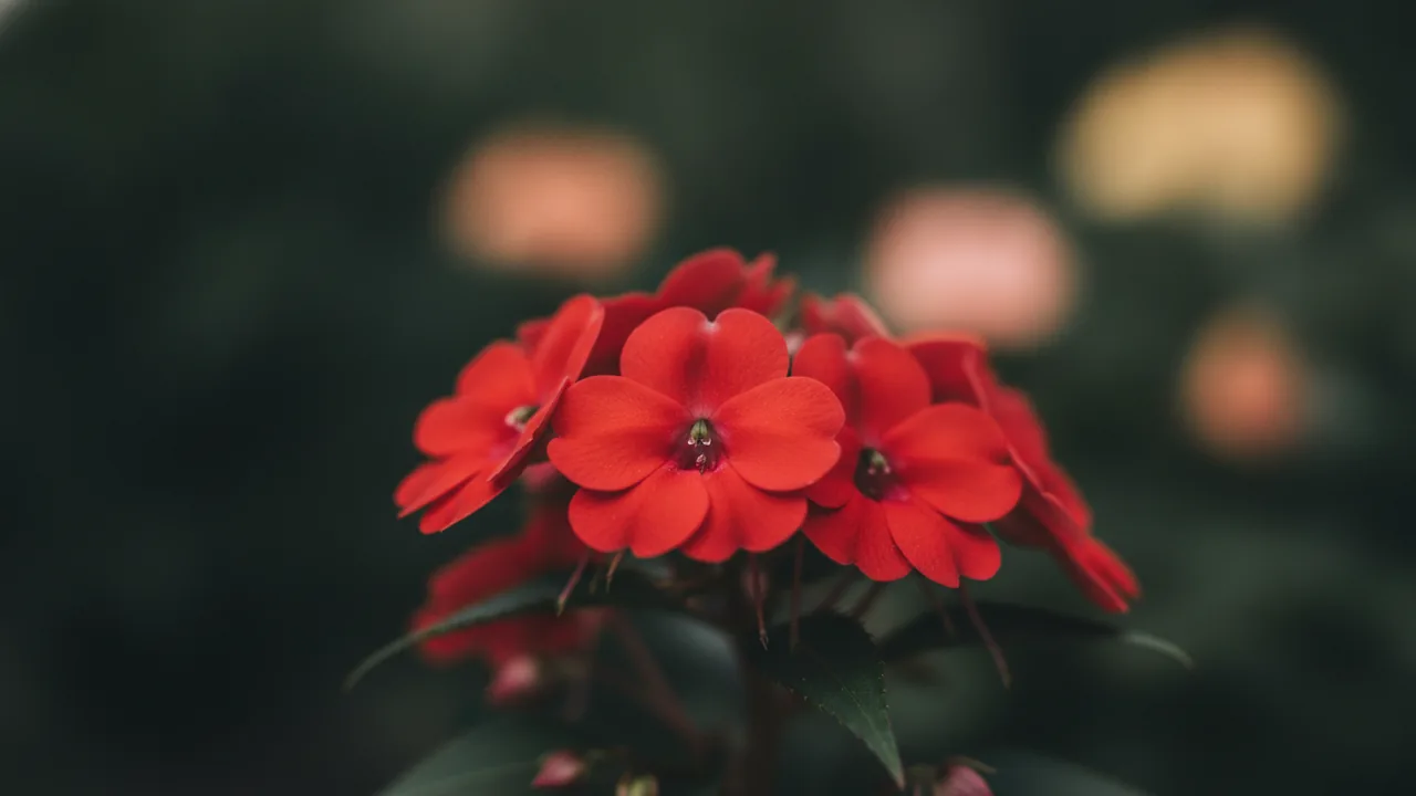 New Guinea Red (Impatiens hawkeri) - red flowers, illustrated plant card