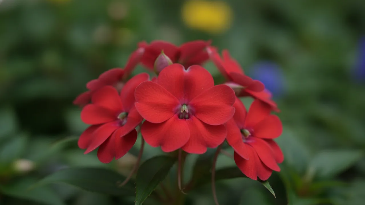Red Impatiens (Impatiens walleriana) - red flowers, illustrated plant card