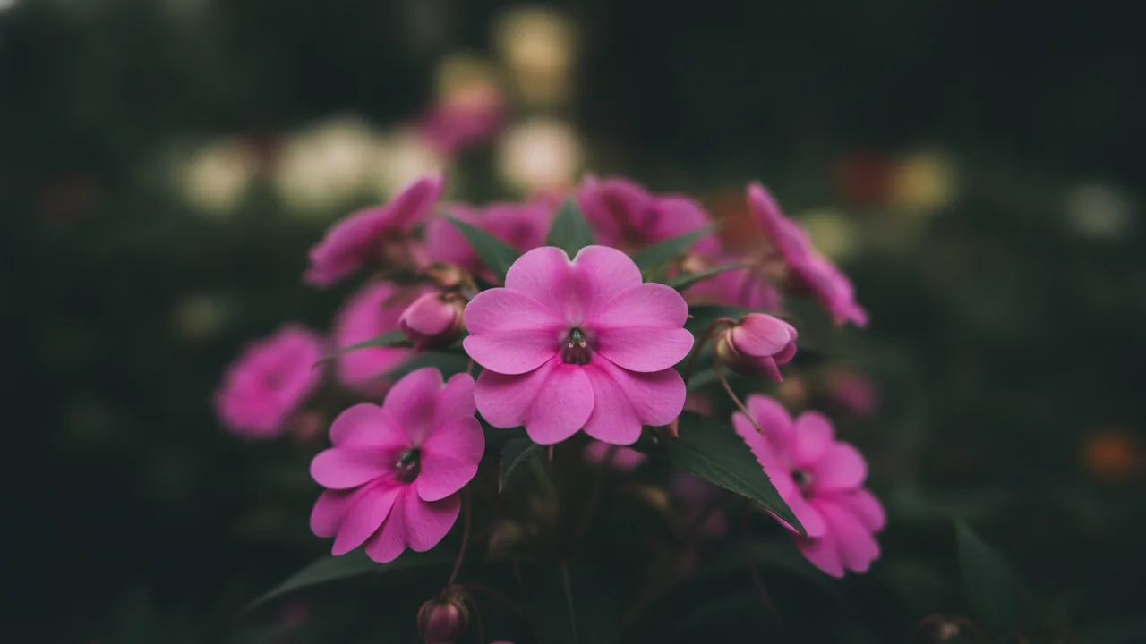 Rose Impatiens (Impatiens walleriana) - pink flowers, illustrated plant card
