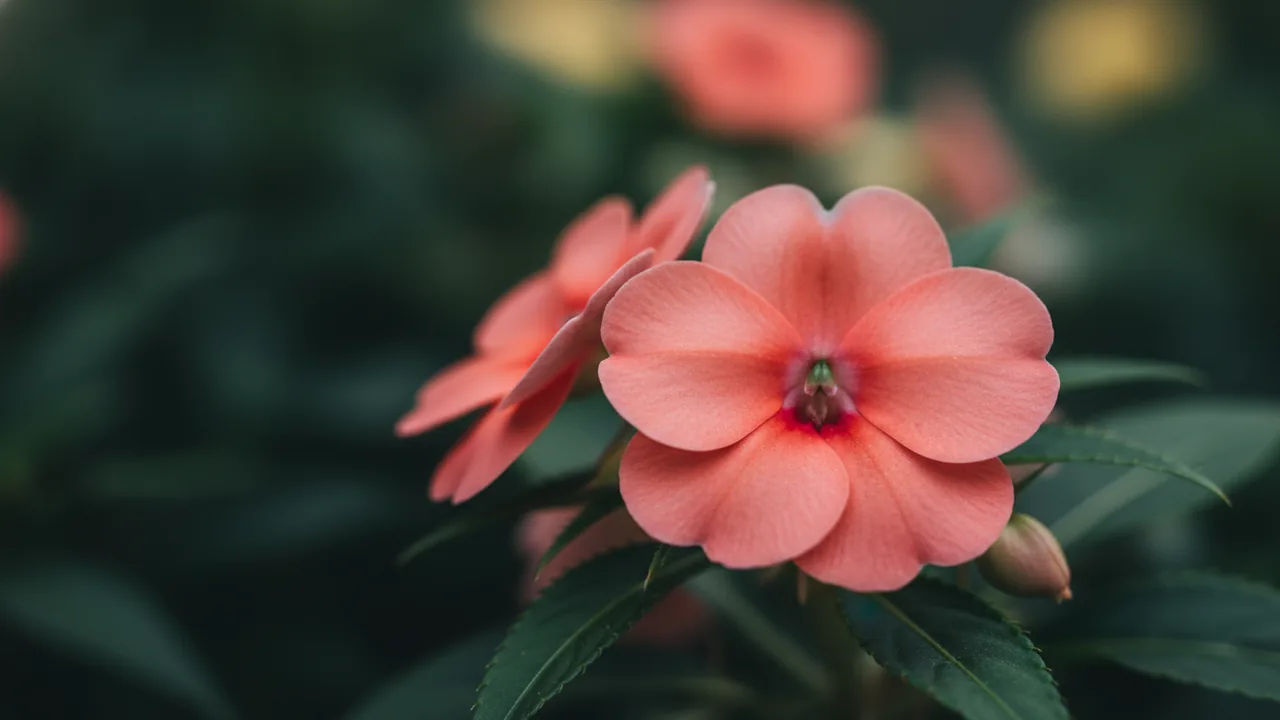 Salmon Impatiens (Impatiens walleriana) - pink flowers, illustrated plant card