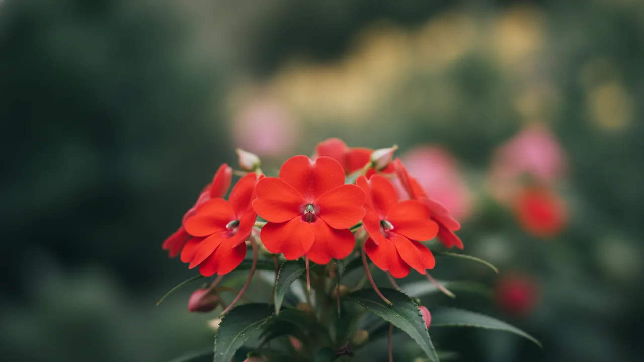 Scarlet Impatiens (Impatiens walleriana) - red flowers, illustrated plant card