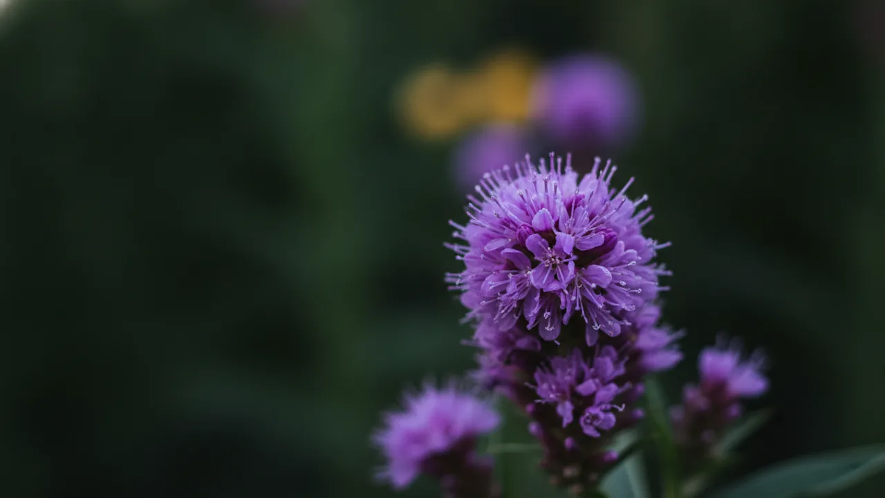 Ironweed