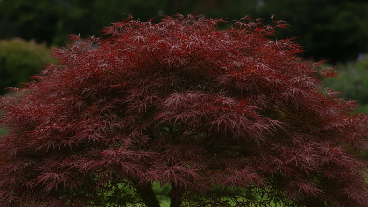 Japanese Maple foliage, illustrated plant card