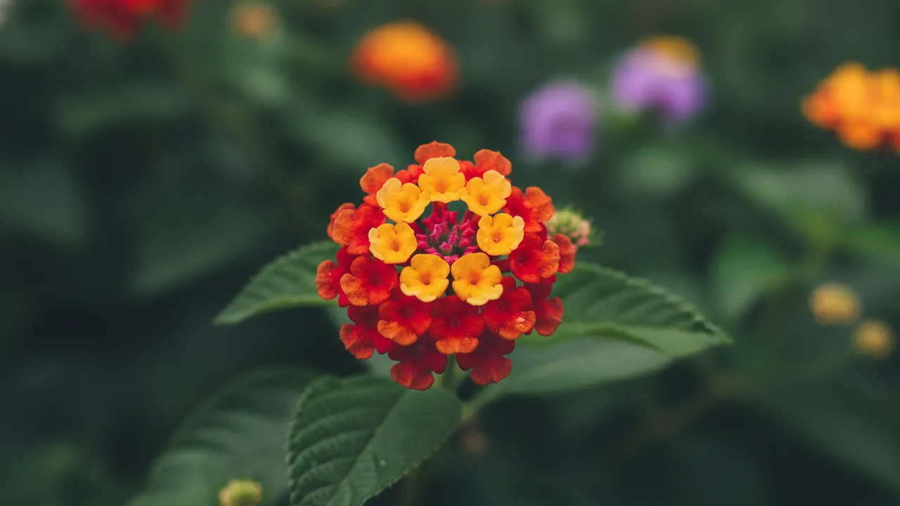 Bandana Cherry (Lantana 'Bandana Cherry') - red flowers, illustrated plant card