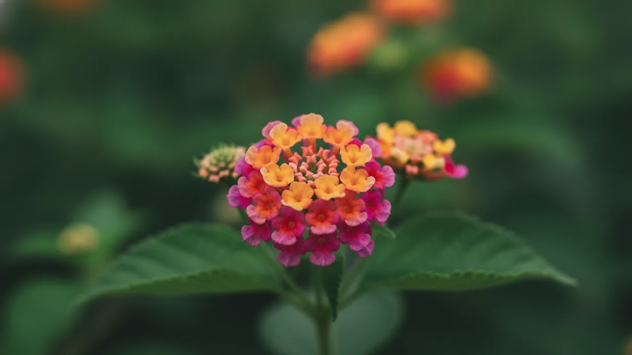 Bandana Rose (Lantana 'Bandana Rose') - pink flowers, illustrated plant card