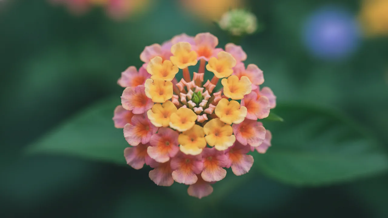 Confetti (Lantana camara 'Confetti') - pink flowers, illustrated plant card