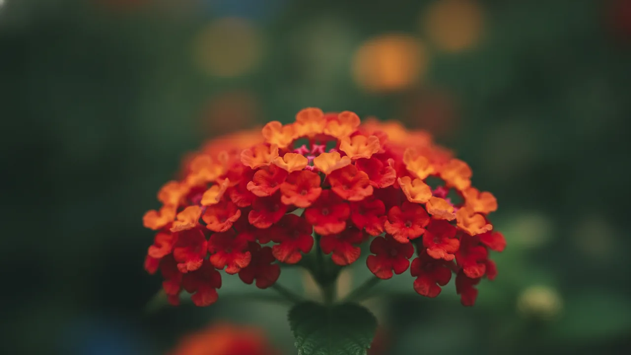 Dallas Red (Lantana camara 'Dallas Red') - red flowers, illustrated plant card