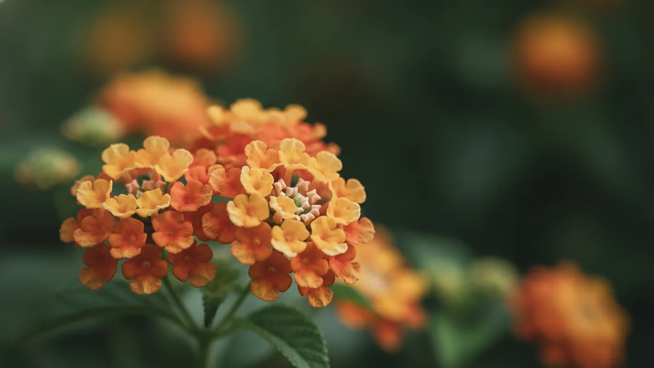 Luscious Citrus (Lantana 'Luscious Citrus Blend') - orange flowers, illustrated plant card