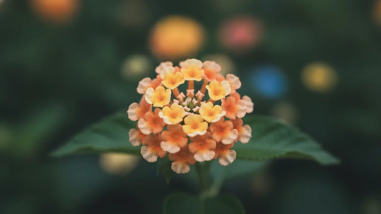 Miss Huff (Lantana camara 'Miss Huff') - orange flowers, illustrated plant card