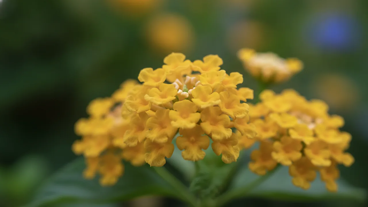 New Gold (Lantana camara 'New Gold') - yellow flowers, illustrated plant card
