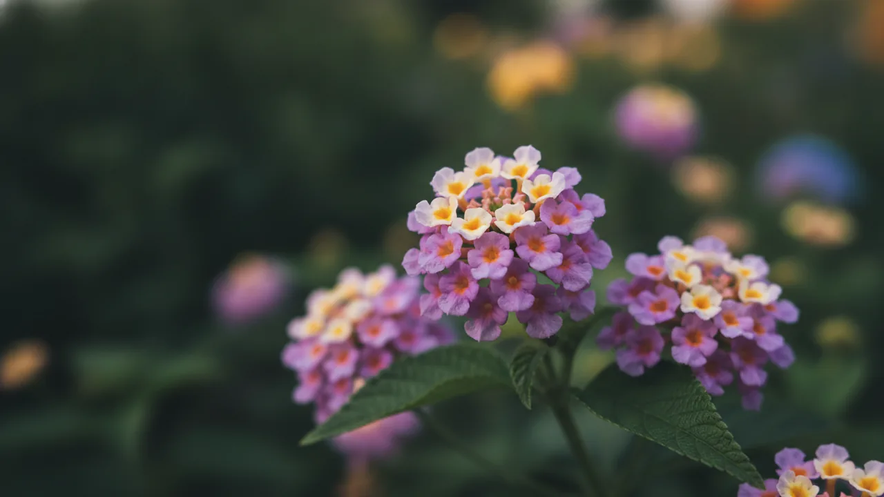 Purple Trailing (Lantana montevidensis) - purple flowers, illustrated plant card