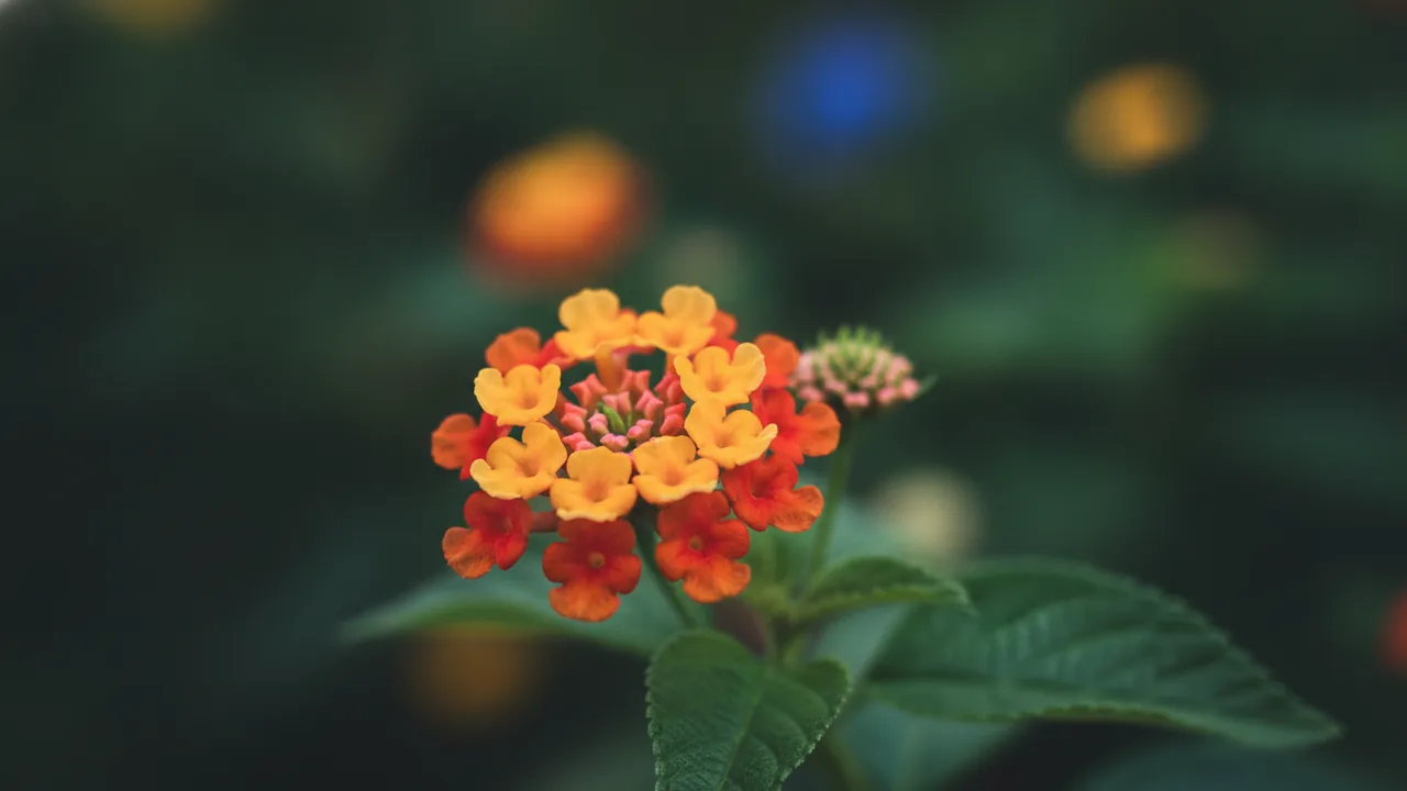 Radiation (Lantana camara 'Radiation') - orange flowers, illustrated plant card