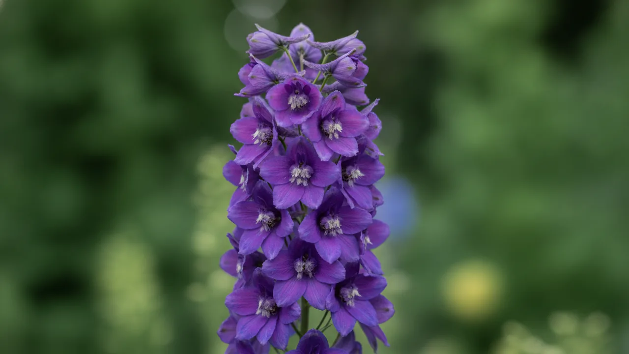 Lavender Larkspur (Consolida ajacis) - purple flowers, illustrated plant card