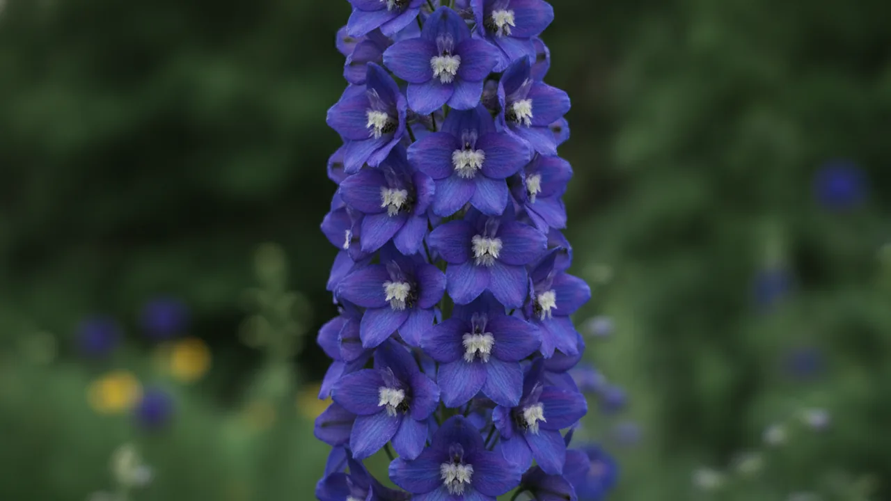 Larkspur (Consolida) - purple flowers, illustrated plant card