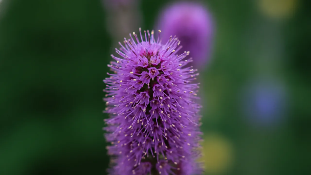 Blazing Star in bloom, illustrated plant card