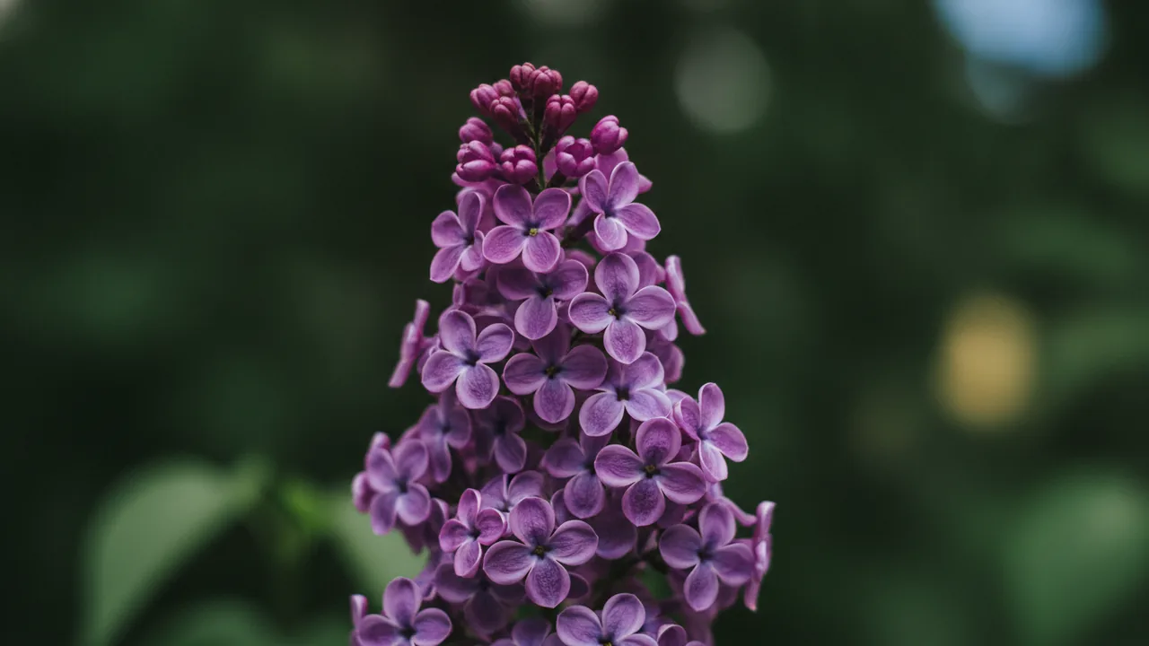 Bloomerang Purple (Syringa 'Bloomerang Purple') - purple flowers, illustrated plant card