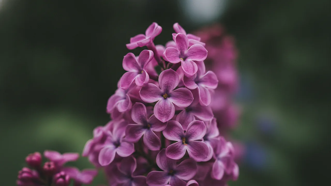 Katherine Havemeyer (Syringa vulgaris 'Katherine Havemeyer') - pink flowers, illustrated plant card