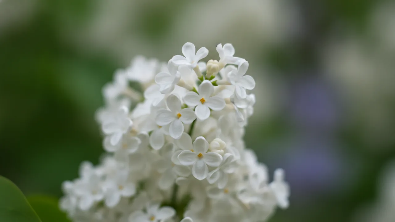 Madame Lemoine (Syringa vulgaris 'Madame Lemoine') - white flowers, illustrated plant card