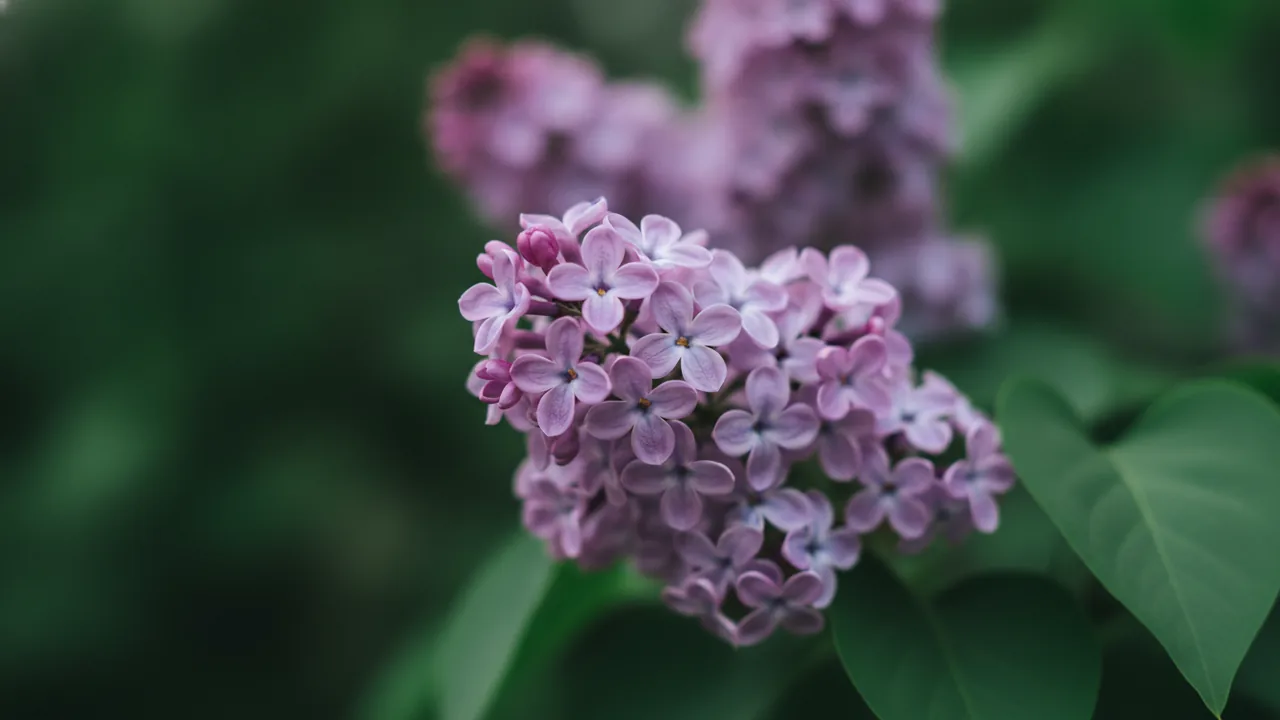 Miss Kim (Syringa pubescens 'Miss Kim') - blue flowers, illustrated plant card