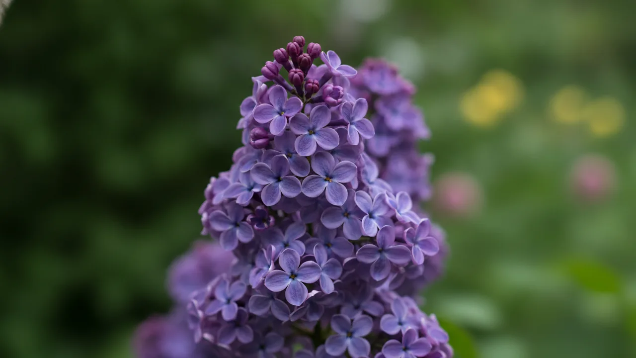 President Lincoln (Syringa vulgaris 'President Lincoln') - blue flowers, illustrated plant card
