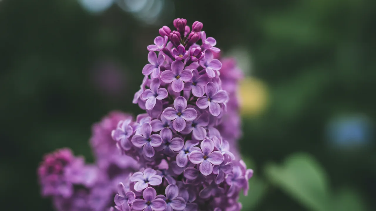 Lilac (Syringa vulgaris) - purple flowers, illustrated plant card