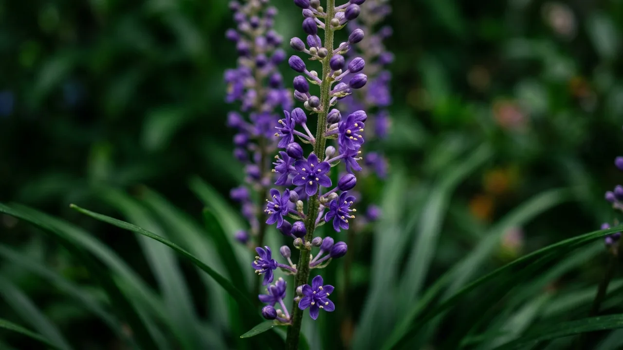 Royal Purple Lilyturf (Liriope muscari 'Royal Purple') - purple flowers, illustrated plant card