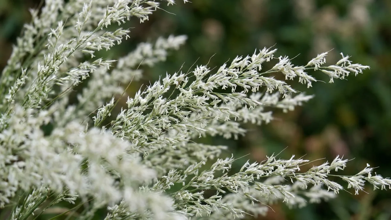Lindheimer's Muhly (Muhlenbergia lindheimeri) - white flowers, illustrated plant card
