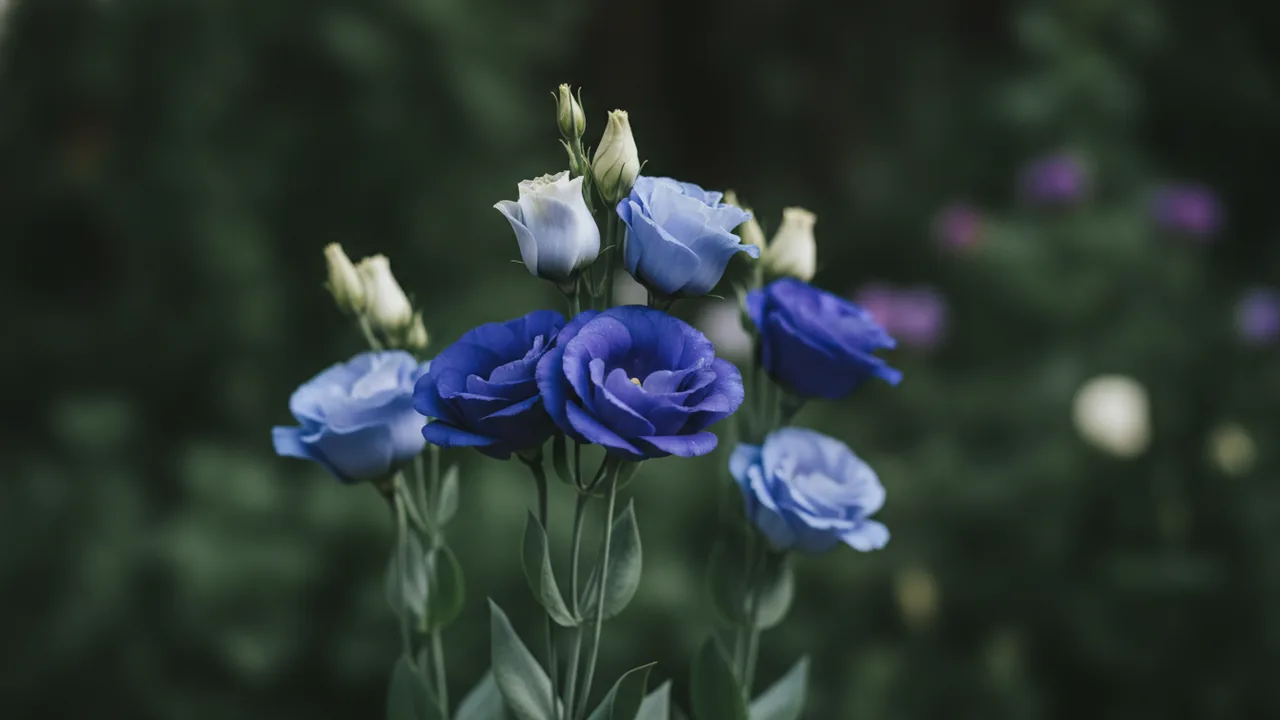 Blue Lisianthus (Eustoma grandiflorum) - blue flowers, illustrated plant card