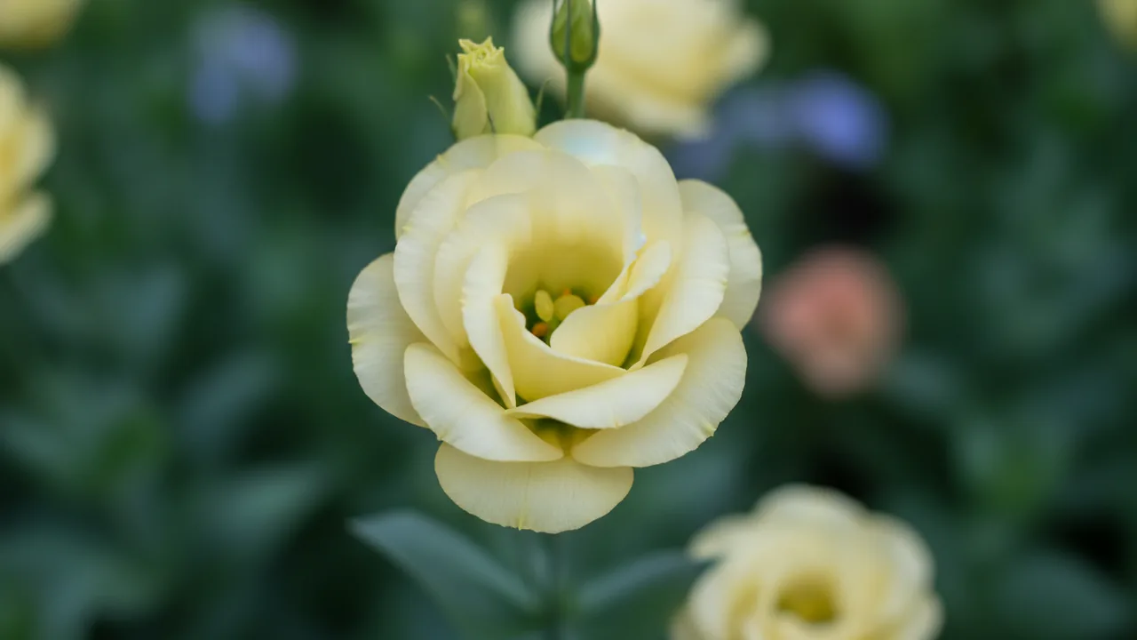 Cream Lisianthus (Eustoma grandiflorum) - yellow flowers, illustrated plant card