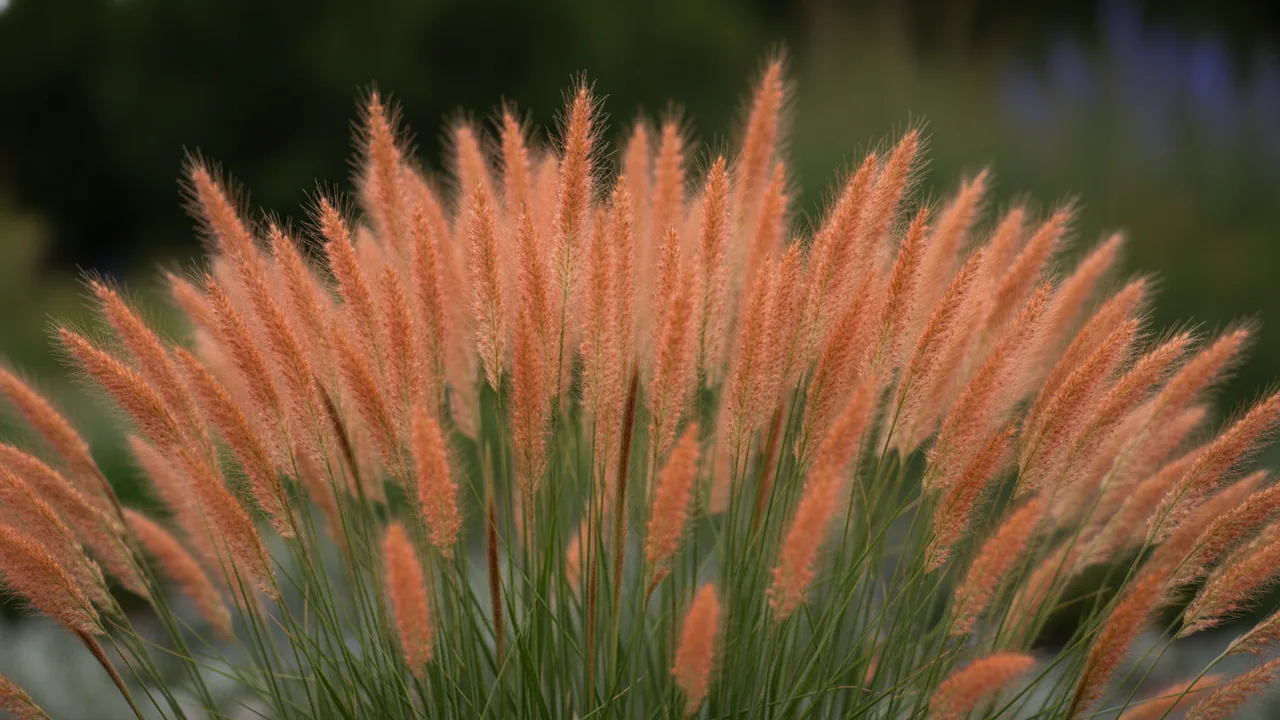 Twilight Zone (Schizachyrium scoparium 'Twilight Zone') - purple flowers, illustrated plant card